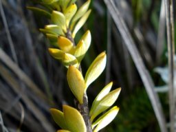 Lachnaea filamentosa older leaves falling
